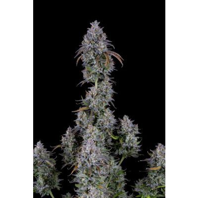 Mimosa Cake Auto