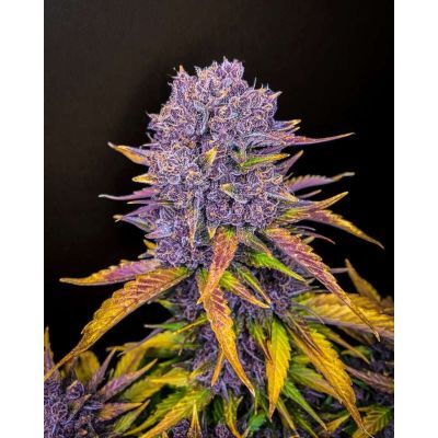 Purple Lemonade Auto