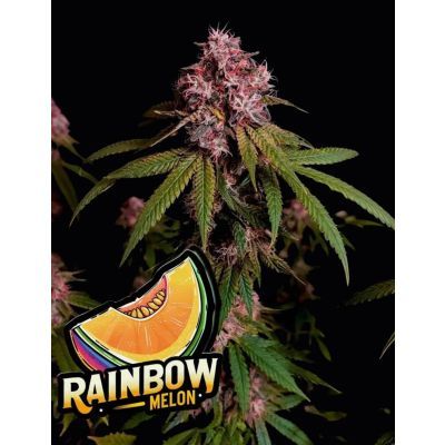 Rainbow Melon Feminisiert