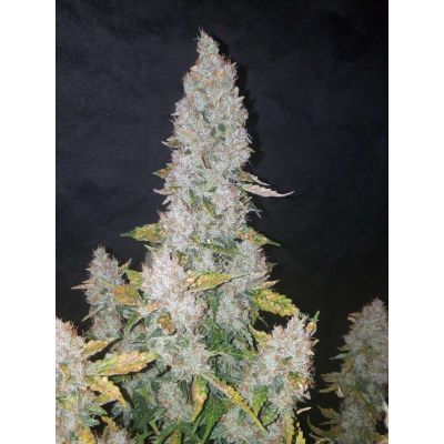 Stardawg Auto
