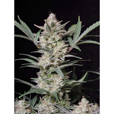 Strawberry Gorilla Auto