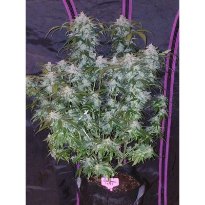 Tangie Auto
