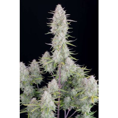 Wedding Cheesecake Auto