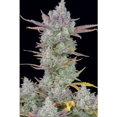 Gorilla Cookies Auto