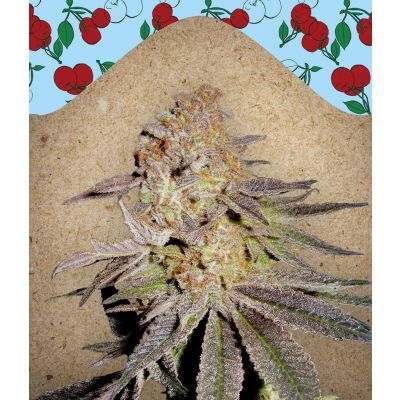 Cherry Pie Feminisiert