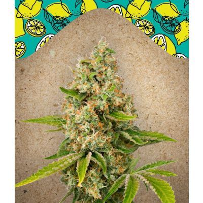 Lemon Kush Feminisiert