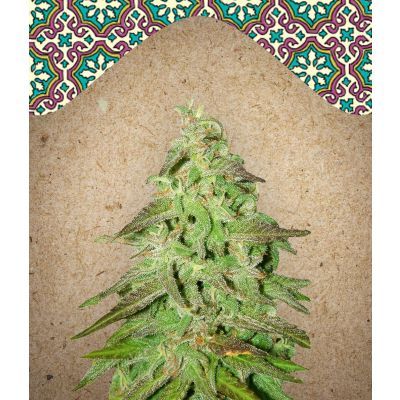 Maroc Feminisiert