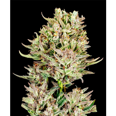 Garlic Jam Auto