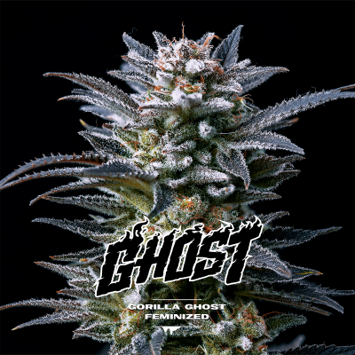 Gorilla Ghost Feminisiert