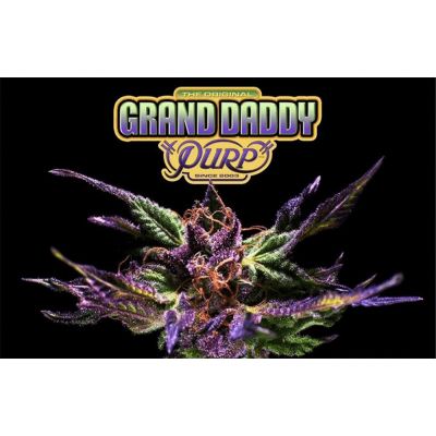 Grand Daddy Purple Regulär