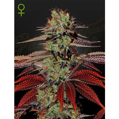 King's Kush Automatic