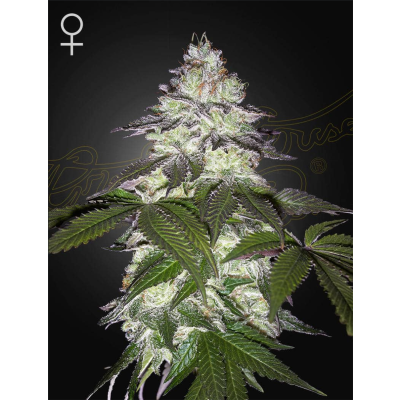 Milky Dreams Feminisiert