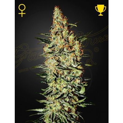 Neville's Haze Feminisiert