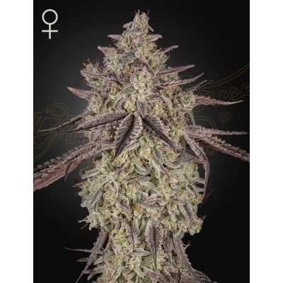 Skywalker Auto