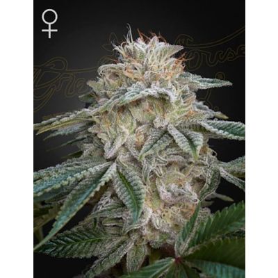 Super Lemon Haze x GMO Feminisiert