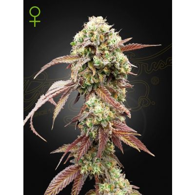 West Coast OG x Gelato 41 Automatic
