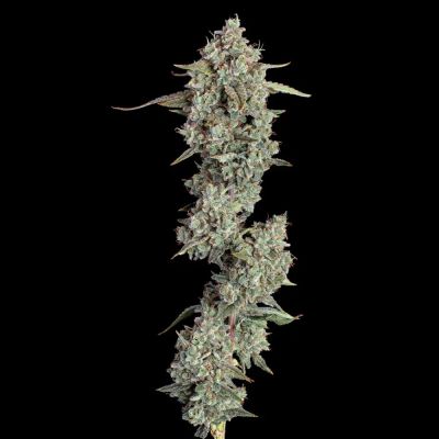 Everglades OG Auto