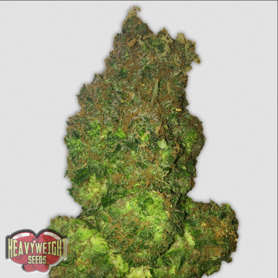 Fruit Punch Auto