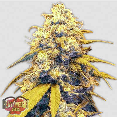 Strawberry Cake Auto