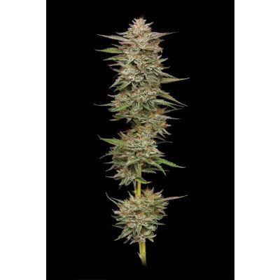 Banana OG Auto