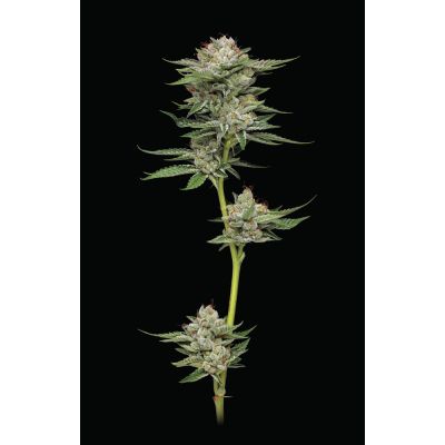 Durban Poison Auto