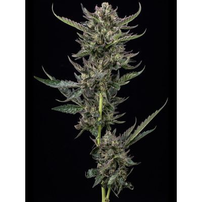 Notorious THC Feminisiert