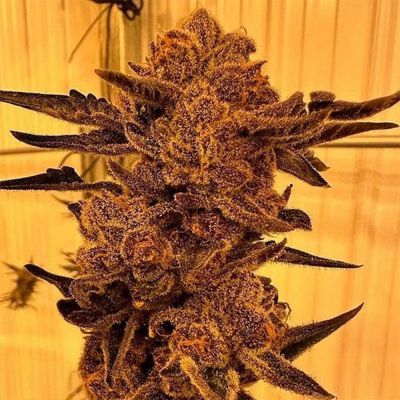 Black Cherry Flambe Feminisiert