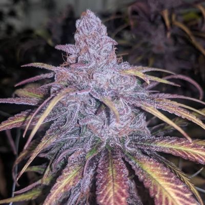 Black Cherry Punch Feminisiert