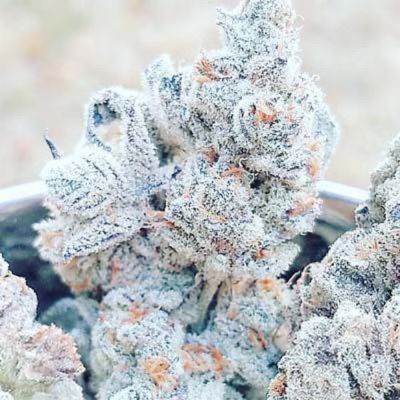 Jelly Breath S1 Feminisiert