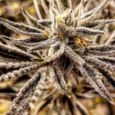 Platinum Jelly Feminisiert