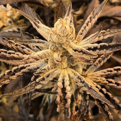 Platinum Kush Breath Remix Feminisiert
