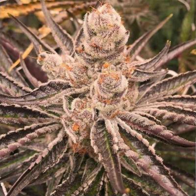Platinum Purple Candy Feminisiert