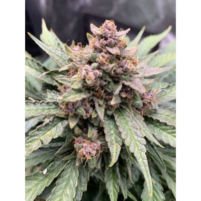Forgotten Strawberries Auto
