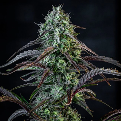 Iced 'n' Baked Auto