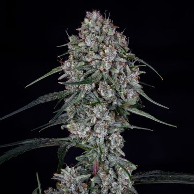 Skywalker Auto