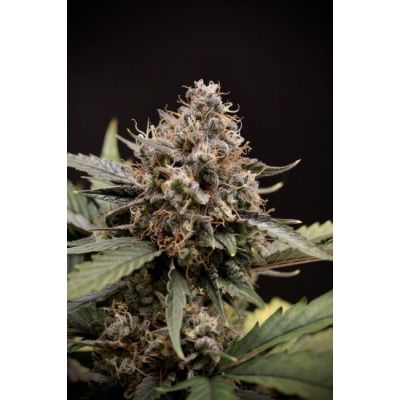 Sweet 'n' Sour Auto