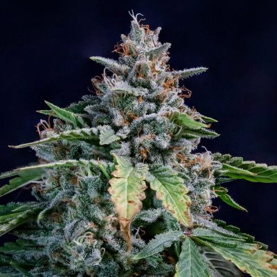 Walter White Auto