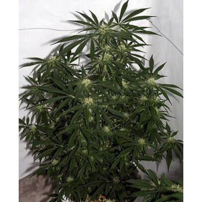 Early Skunk Haze Regulär