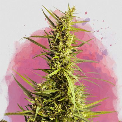 AK-48 Regular