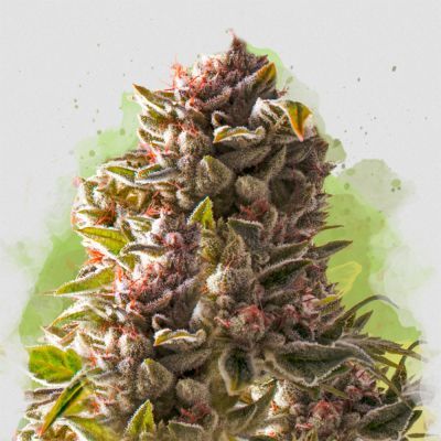 Aurora Indica Regulär