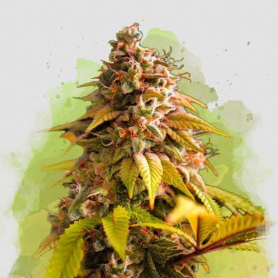 Bubblelicious Auto