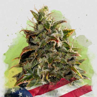 Gelato Auto