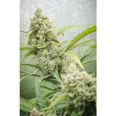 Hawaii Maui Waui Auto