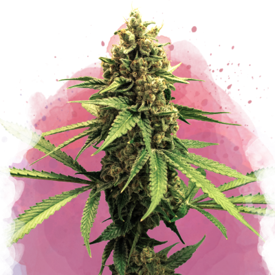 Lemon OG Haze Feminisiert
