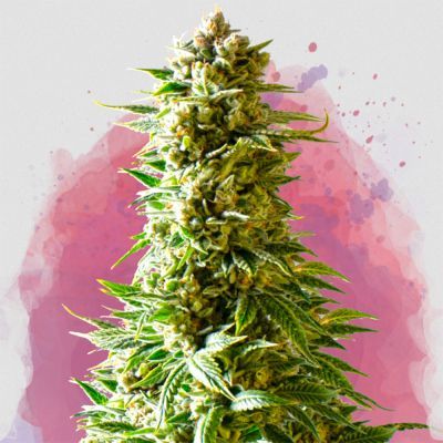 Northern Light Regular
