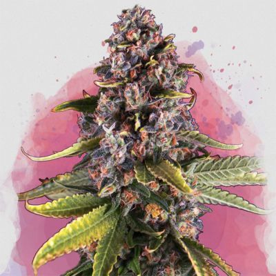 Raspberry Cough Auto