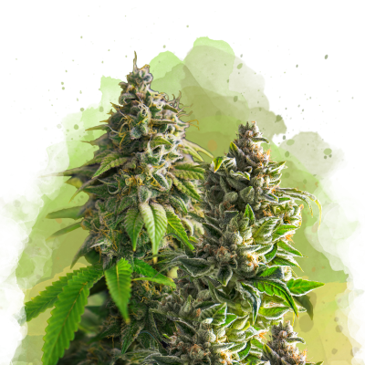 Somango XXL Auto