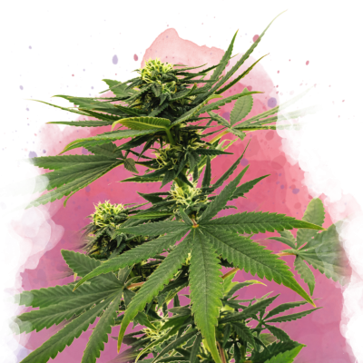 Sour Diesel Feminisiert