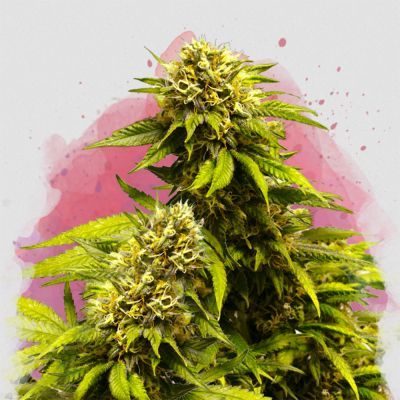 Super Skunk Regulär