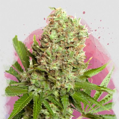 White Widow Regulär